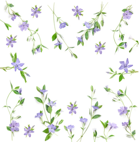 Flores Primavera Periwinkle Isolado Branco Vista Superior Passado Valentine Textura — Fotografia de Stock