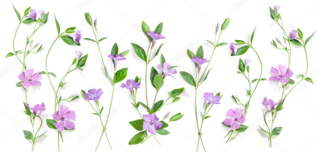 Periwinkle flowers isolated in white, top view. Valentine's background. Flowers pattern texture