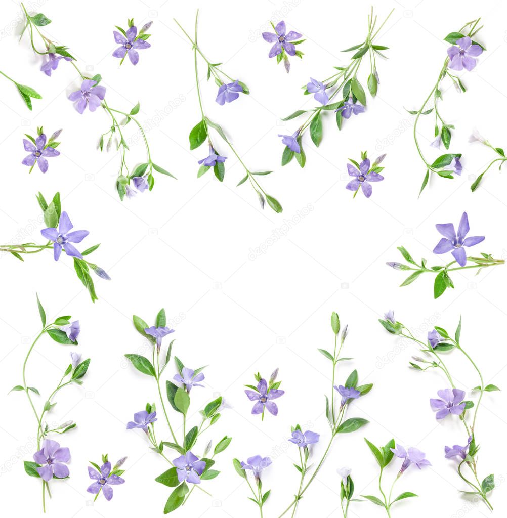 Spring flowers Periwinkle isolated in white, top view. Valentine's background. Flowers pattern texture