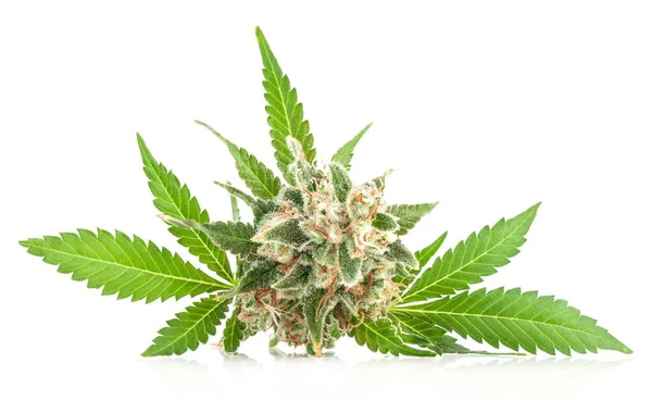 Medicinsk marijuana blomma med trichomes och orange hår — Stockfoto