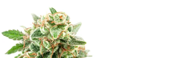 Fiore di marijuana medica con tricomi e peli arancioni — Foto Stock