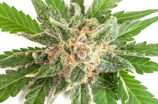 Medicinsk marijuana blomma med trichomes och orange hår — Stockfoto