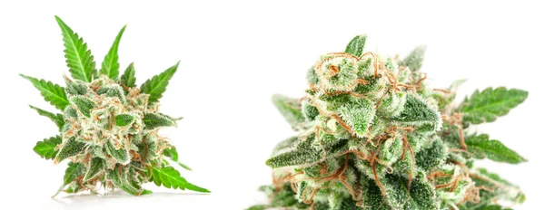 Medicinsk Marijuana Blomma Med Trichomes Och Orange Hår — Stockfoto