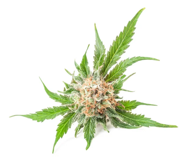 Medicinsk marijuana blomma med trichomes — Stockfoto