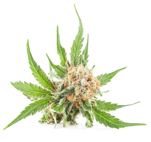Medical marijuana flower with trichomes — Stock Photo, Image