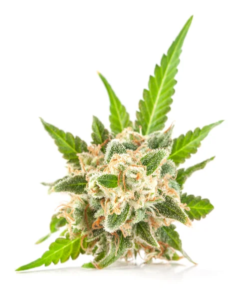 Medische marihuana bloem — Stockfoto