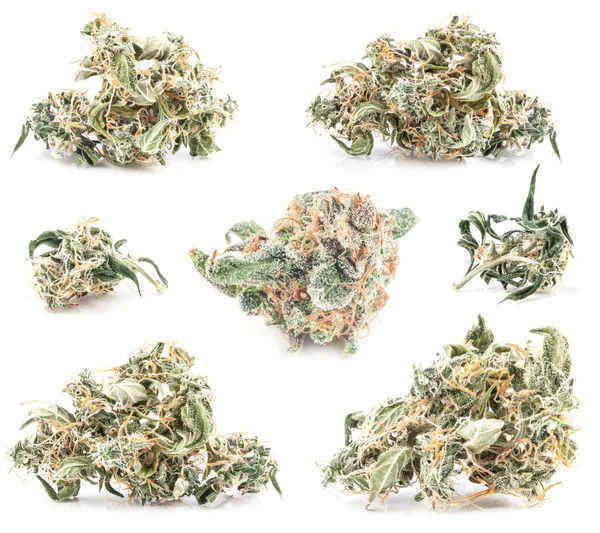 Medicinsk marijuana blomma — Stockfoto