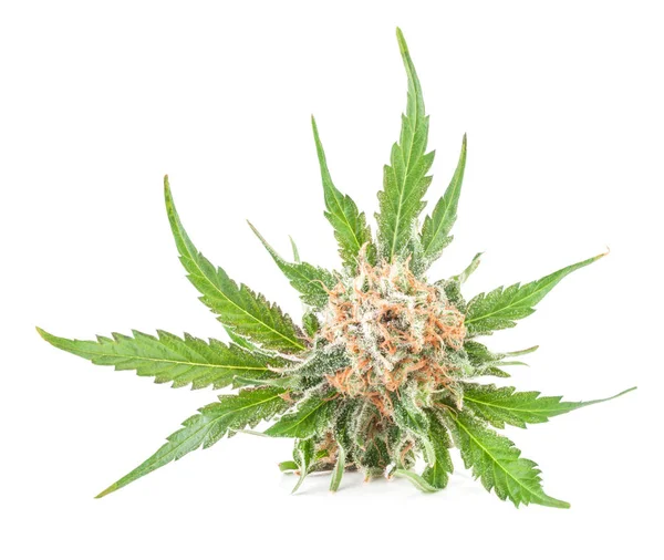 Fleur de marijuana médicale avec trichomes — Photo