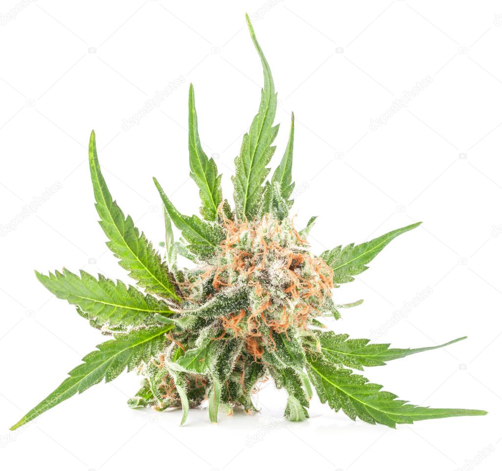 Medical marijuana flower with trichomes