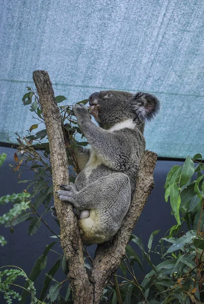 Profile of Koala eating leaves under the roof in Australia