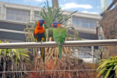 Bir mavi baş ve bir raf üzerinde oturan turuncu Gaga ile yeşil lorikeets