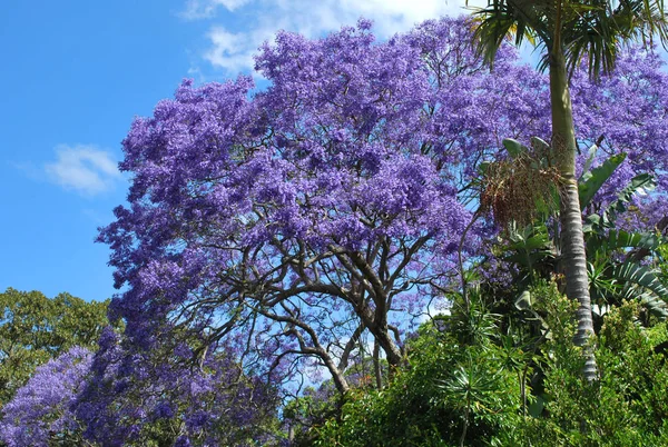 Jacaranda Vibrantemente Roxo Árvore Flor Pico — Fotografia de Stock