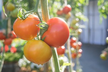 Olgun domates üzerinde Bahçe bir şube büyüyor