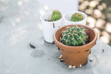 Tablo - seçici odak tencerede küçük kaktüs