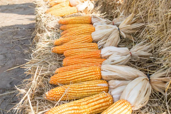 Maíz amarillo seco en paja en la granja — Foto de Stock