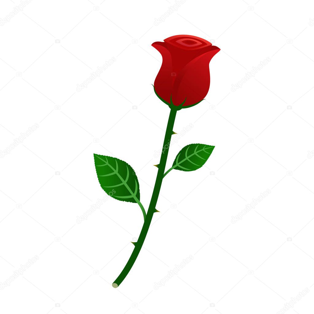 Vector illustration of beautiful red rose isolated on white background