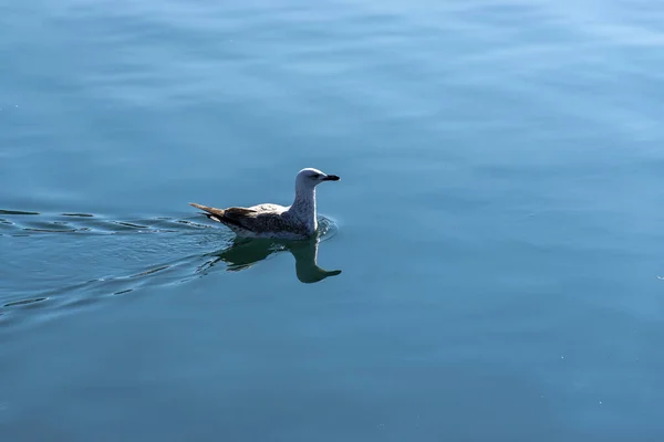 Une Seule Mouette Nageant Dans Bonne Direction Sur Mer — Photo