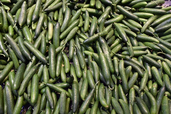 Molti Cetrioli Freschi Sulla Bancarella Del Mercato Attesa Mangiare Sano — Foto Stock