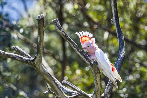 Cockatoo in a tree — Stock Photo, Image