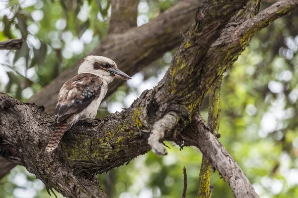 Kookaburra in a tree — Stock Photo, Image