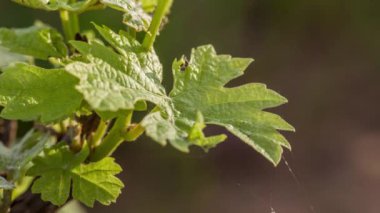 Bir bağ yaprak Timelapse closeup