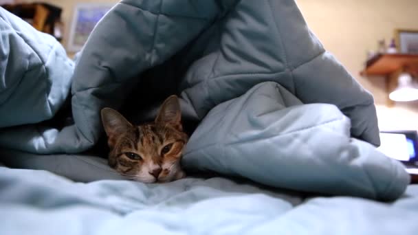 Χαριτωμένο γάτα χασμουρητό — Αρχείο Βίντεο