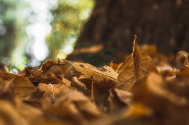 Şehir parkında sonbahar     