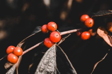 kırmızı böğürtlen