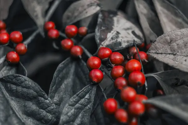 Rote Beeren auf einem Zweig — Stockfoto