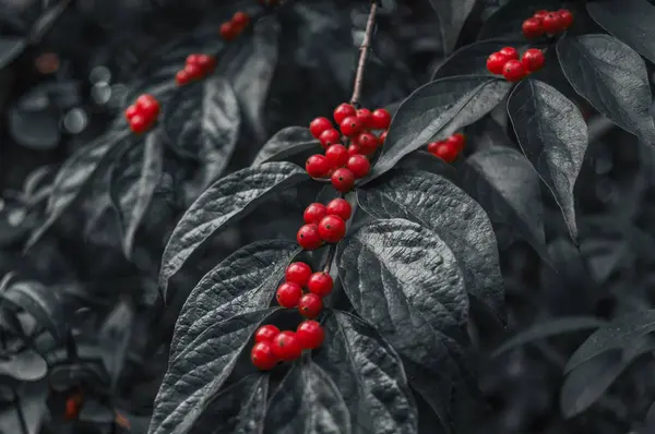 Bayas rojas en una rama —  Fotos de Stock