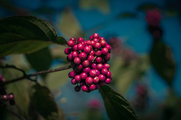 Bayas rojas en una rama —  Fotos de Stock