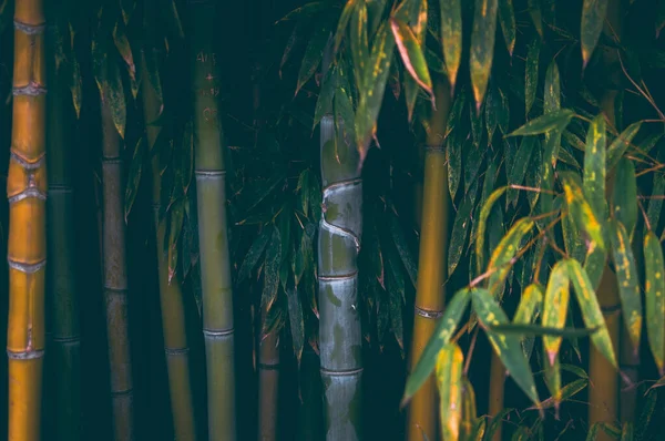 Parkta Bambu Çalıları — Stok fotoğraf