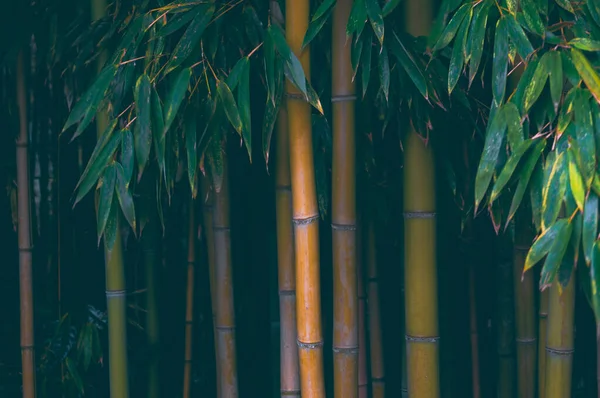 Parkta Bambu Çalıları — Stok fotoğraf