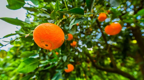 Mandarinen auf Ästen. leuchtende Früchte auf frühlingshaften grünen Zweigen. — Stockfoto
