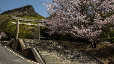 Çiçek açan kiraz ağaçları Japonya Okayama Tapınağı güzel bahar manzaraları