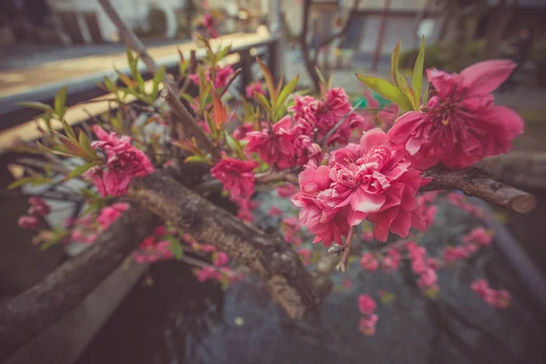 Ramas sakura con flores rojas japonesas —  Fotos de Stock