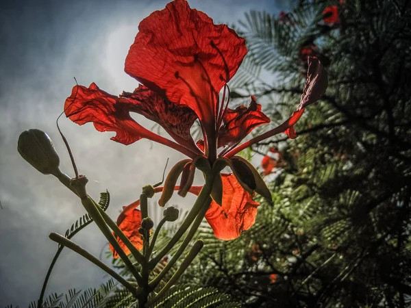 red flower in the sun