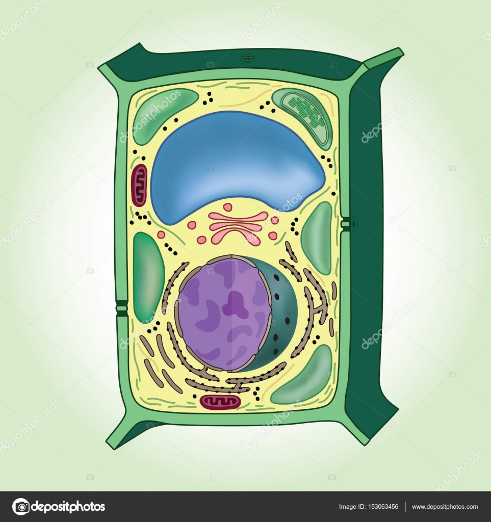 Plant Cell Structure Carlson Stock Art