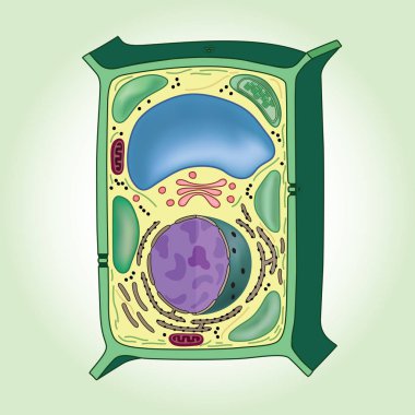 Cross-section of plant cell on green background, structure. Biology clipart