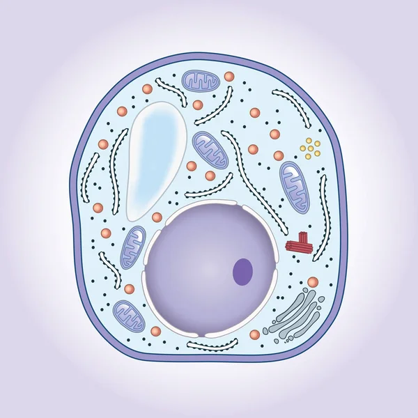 Corte transversal de la célula del hongo, estructura. Biología — Vector de stock
