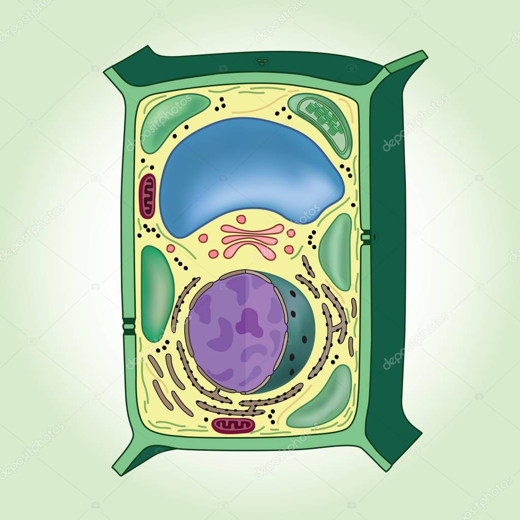Cross-section of plant cell on green background, structure. Biology
