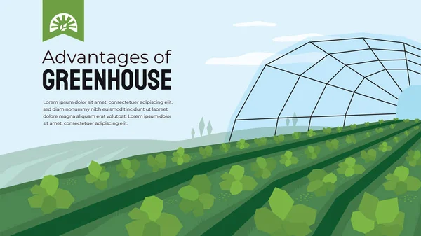 Cultivo de invernadero en la agricultura — Archivo Imágenes Vectoriales