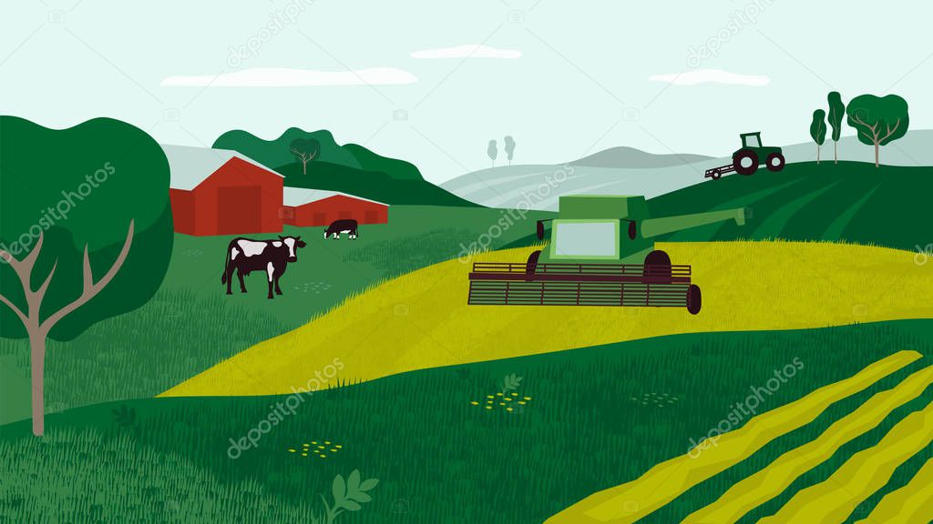 Farming landscape with combine harvester, tractor and cows 