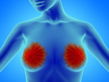 kadın meme anatomisi