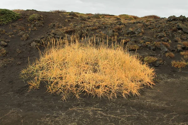 Island Landschaft Atlantik Insel Wasserpád Dyrhlaey Reynisfary Vik Myrdal Kirkjufjary — Stock fotografie