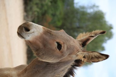 Sardunya, Insel, Mittelmeer, Strand, Wasser, Meer, Kum, Bucht