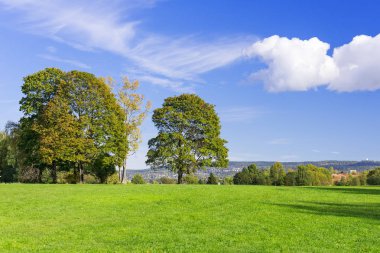 Ağaçları ile otsu çayır