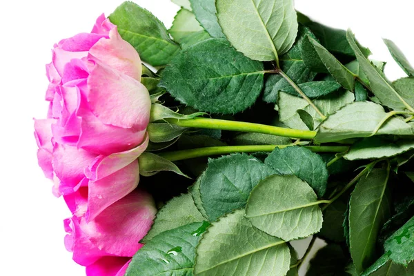 Rosa rosor isolerade — Stockfoto