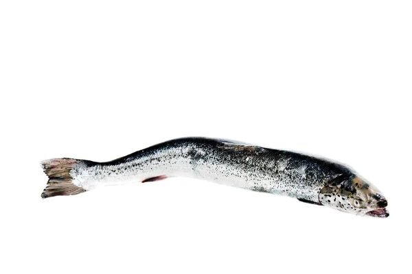 Sea trout isolated — Stock Photo, Image