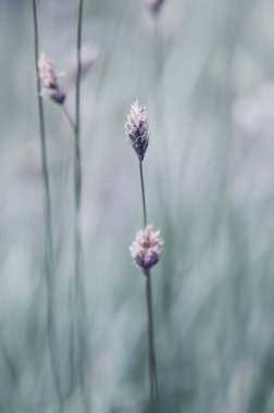 Küçük alan çiçek